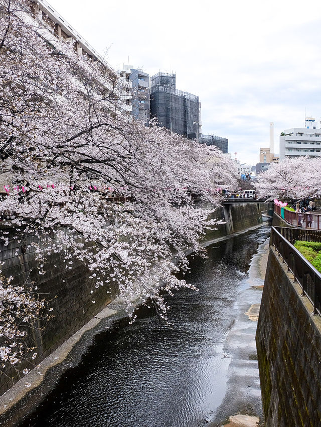 🌸 Sakura Splendor: Meguro River Magic 🌸
