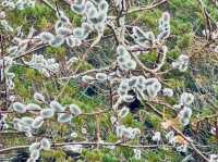 The beauty of the plum blossoms.