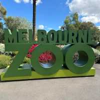 Wild Adventures Await: Melbourne Zoo 🇦🇺
