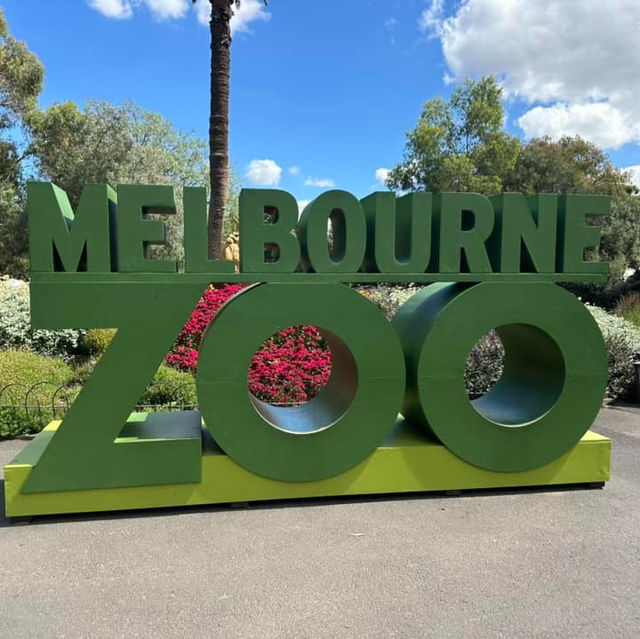 Wild Adventures Await: Melbourne Zoo 🇦🇺