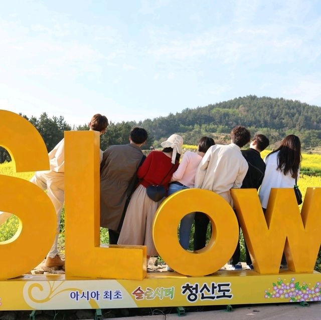 청산도에서 보는 유채꽃 축제의 향연