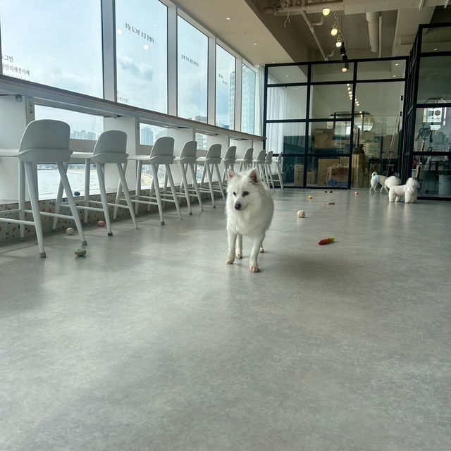 광안리 여행 이색 데이트 코스, 도그민