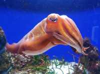 AQWA The Aquarium Of Western Australia