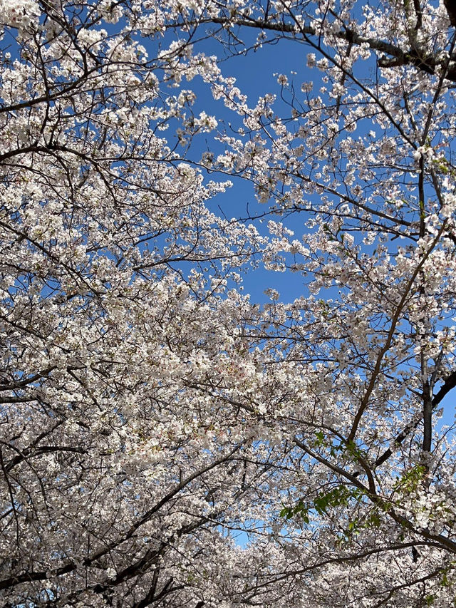 Akabane Sakuratsutsumi Park