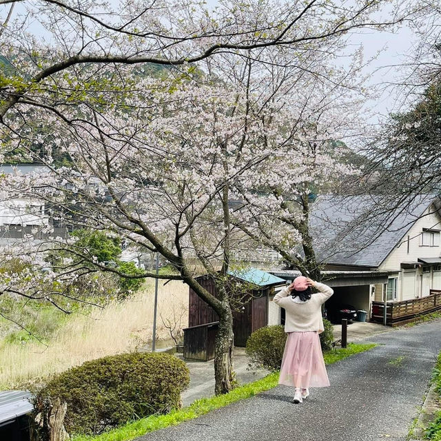 🌸วัดนันโซอินยามซากุระผลิบาน
