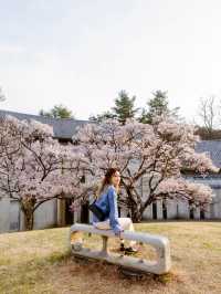 天下第一櫻: 高遠城址公園