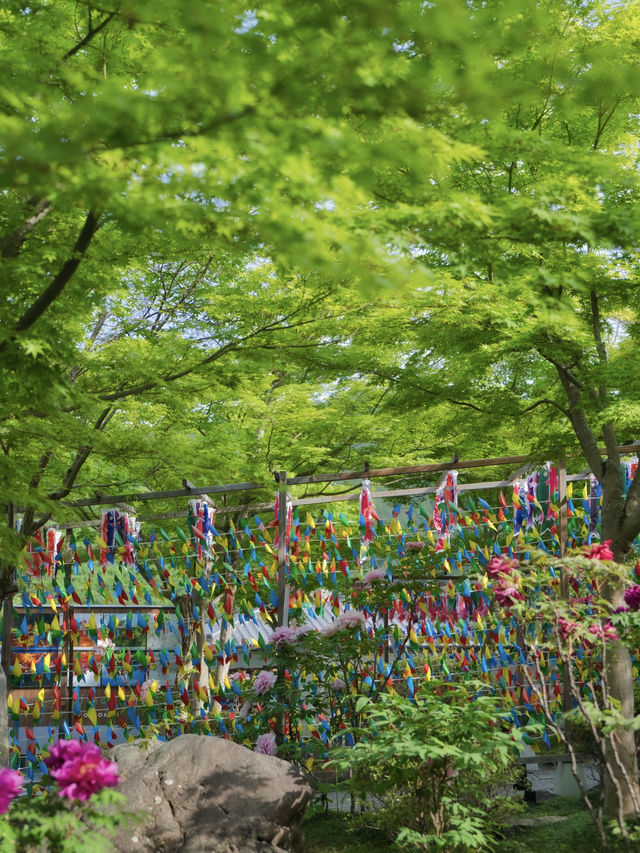 【群馬】5/19まで‼️新緑のもみじのリフレクション絶景✨春の床もみじ特別公開❤️※訪問攻略付き