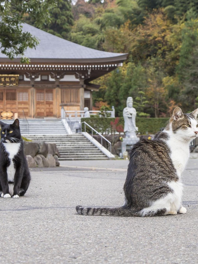 福井縣沿線越前武生站，嘆海鮮前往名貓寺