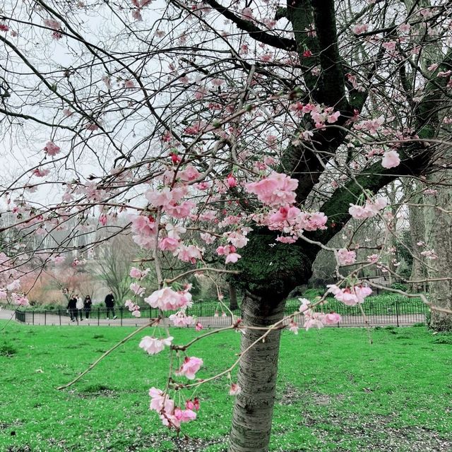 ❣️🌸St James Park London Cherry Blossoms