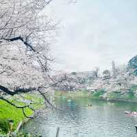 【桜スポット】千鳥ヶ淵の桜🌸