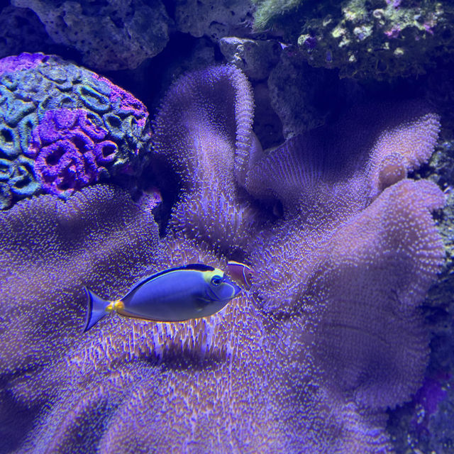 Aquarium Twilight Experience-Small Group Tour