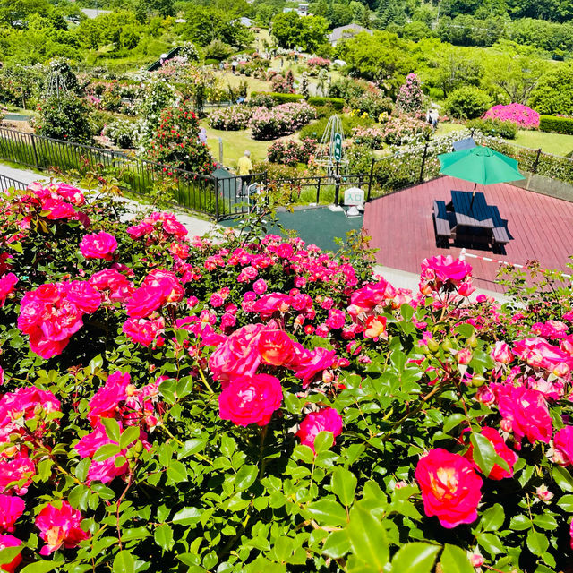 【長野県/高遠　約270種類のバラが咲く丘の上のローズガーデン🌹】