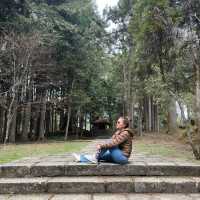 Alishan National Park 