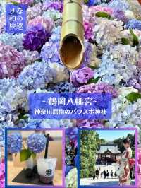 〜神奈川県〜紫陽花手水が綺麗すぎ✨神奈川最強のパワスポ！