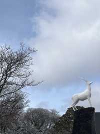 제주도 겨울 필수코스 ‘1100고지’❄️