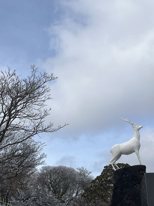 제주도 겨울 필수코스 ‘1100고지’❄️