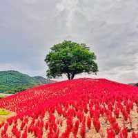 🌳이 우뚝 서있는 영월의 자연보존 랜드마크  