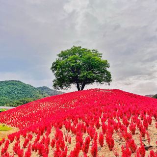 這座矗立在寧越的自然保護地標 