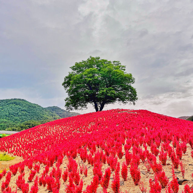 🌳이 우뚝 서있는 영월의 자연보존 랜드마크  