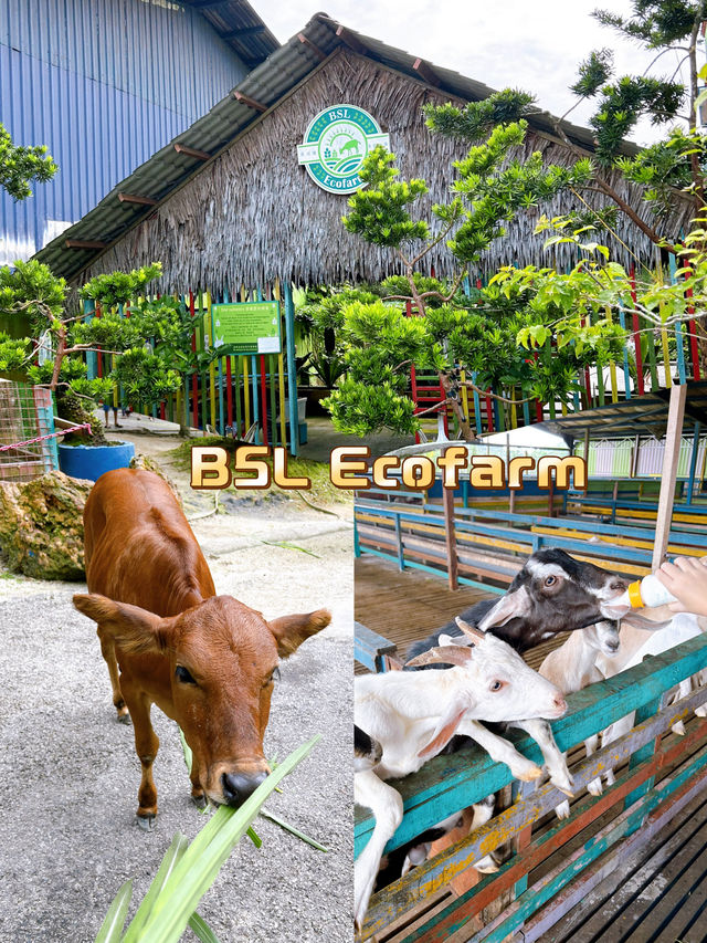Feeding Cute Animals at BSL Ecofarm