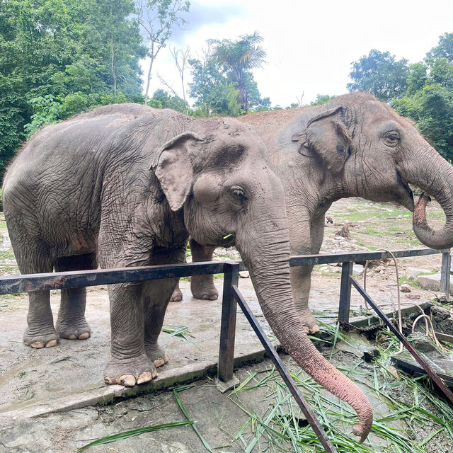 สวนสัตว์เปิดเขาเขียว 🌳 🐘🐒🦒🦓🦏🦜 🌳