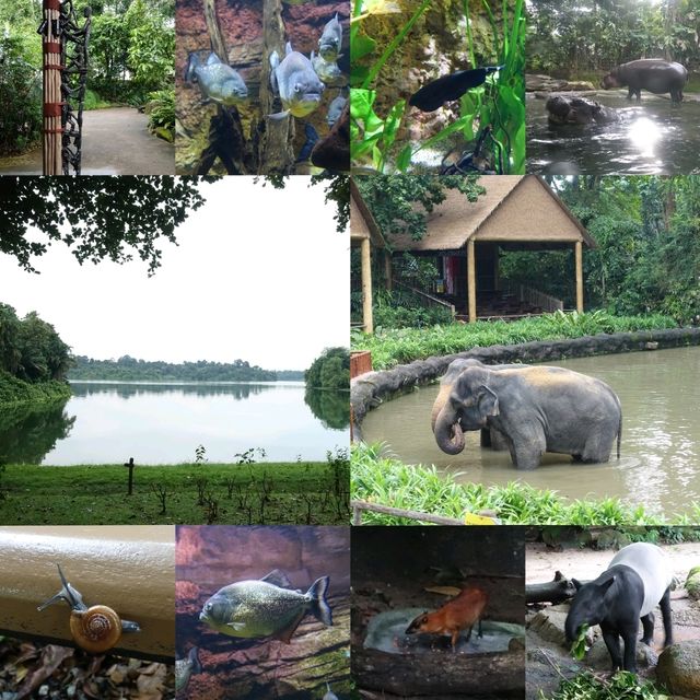 🦦🦧🦍🐟🐗新加坡奇妙野生動物園🦒🦘🐘🦚🐿️