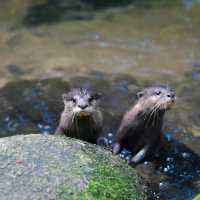 新加坡動物園：熱帶雨林奇幻之旅