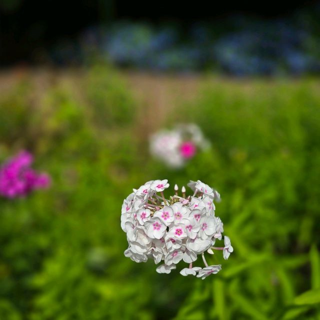 일본여행 홋카이도대학 식물원 北海道大学 植物園