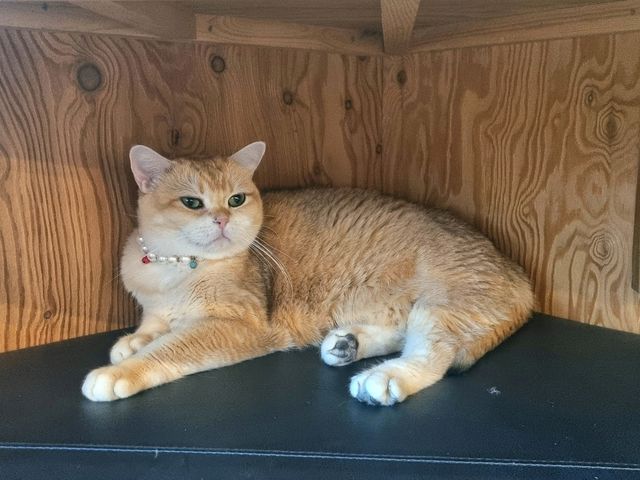 하남 고양이 카페: ☕️냥이툰😸