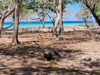 【インドネシア】コモド島周辺でのんびりひとり旅
