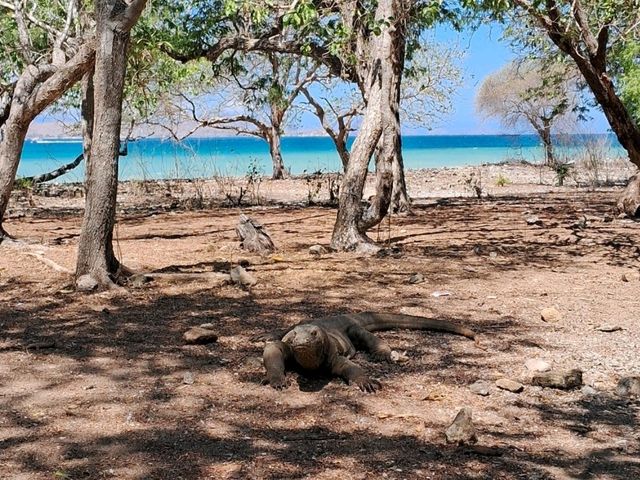 【インドネシア】コモド島周辺でのんびりひとり旅