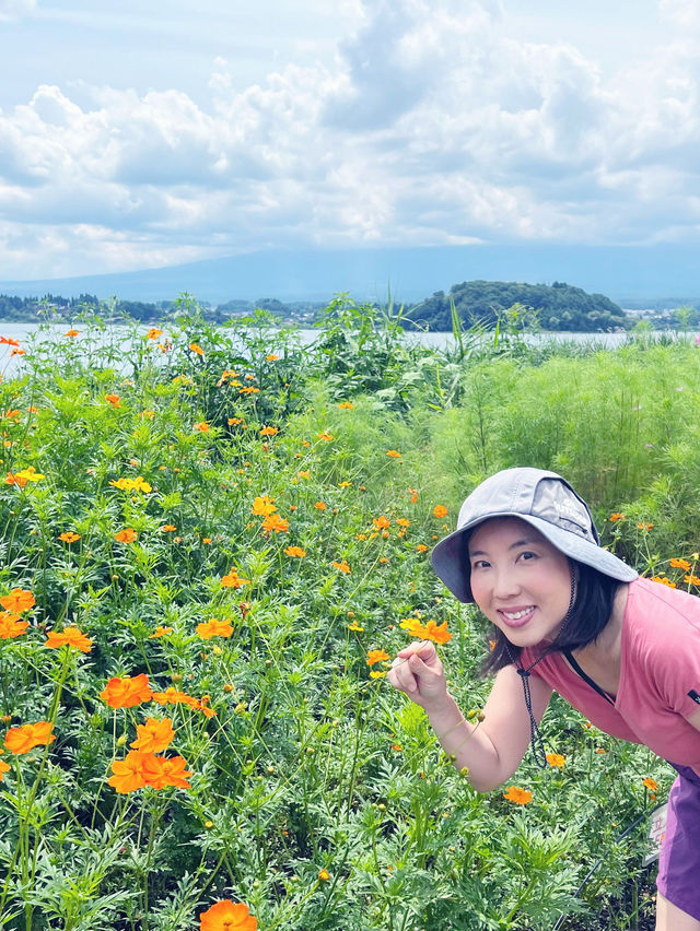 【河口湖】大石公園：薰衣草花海，富士山河口湖美景
