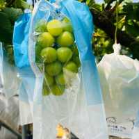 Fukuoka Selfdrive Fruit Farm & Mount Aso Summer Trip