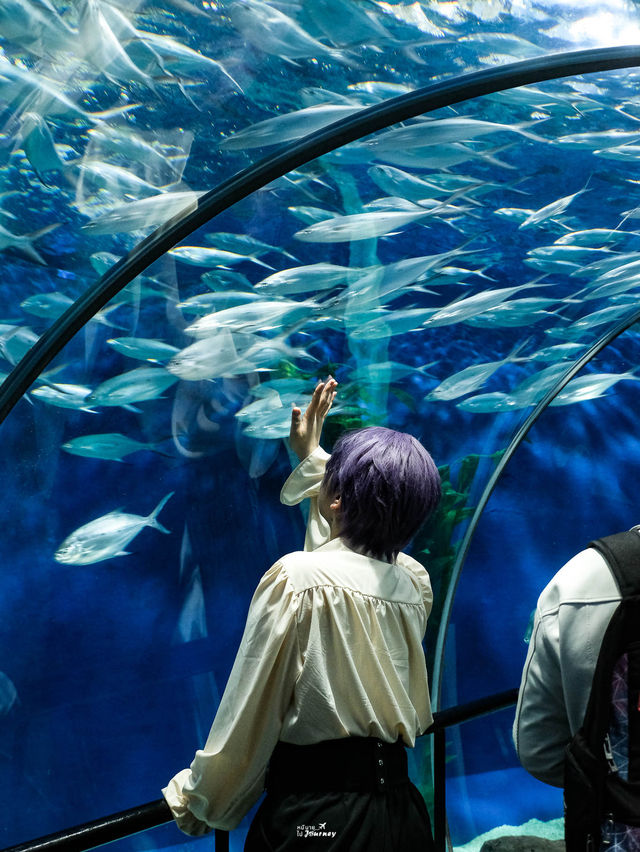 พาชมโลกใต้น้ำที่ Shanghai Ocean Aquarium 🇨🇳