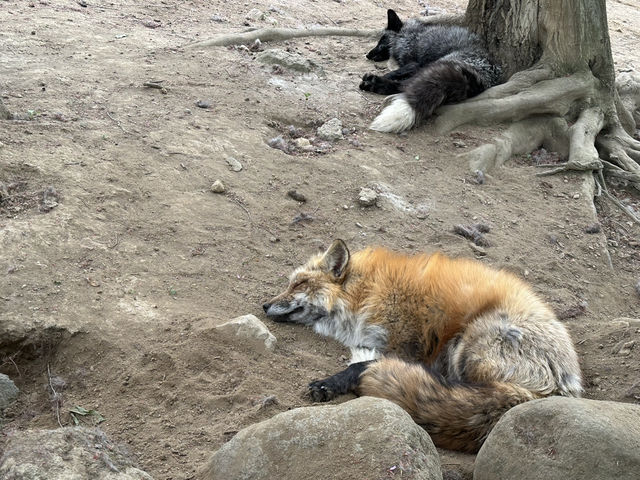 〝大自然の中でキツネたちと遊ぼう〟