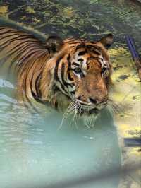 Tiger Park Pattaya ใกล้ชิดเสือตัวเป็นๆ
