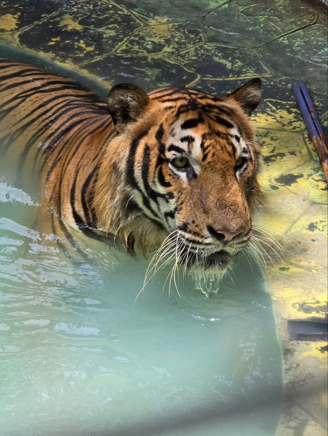 Tiger Park Pattaya ใกล้ชิดเสือตัวเป็นๆ