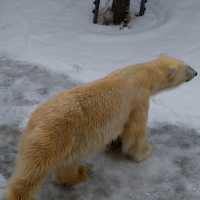 旭川景點｜日本最北、高人氣寒帶動物園—旭川動物園