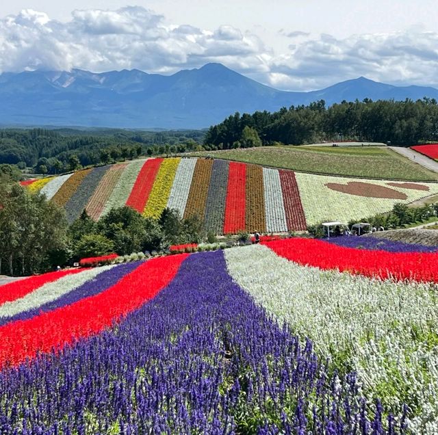 August Flower blossom in Hokkiado 