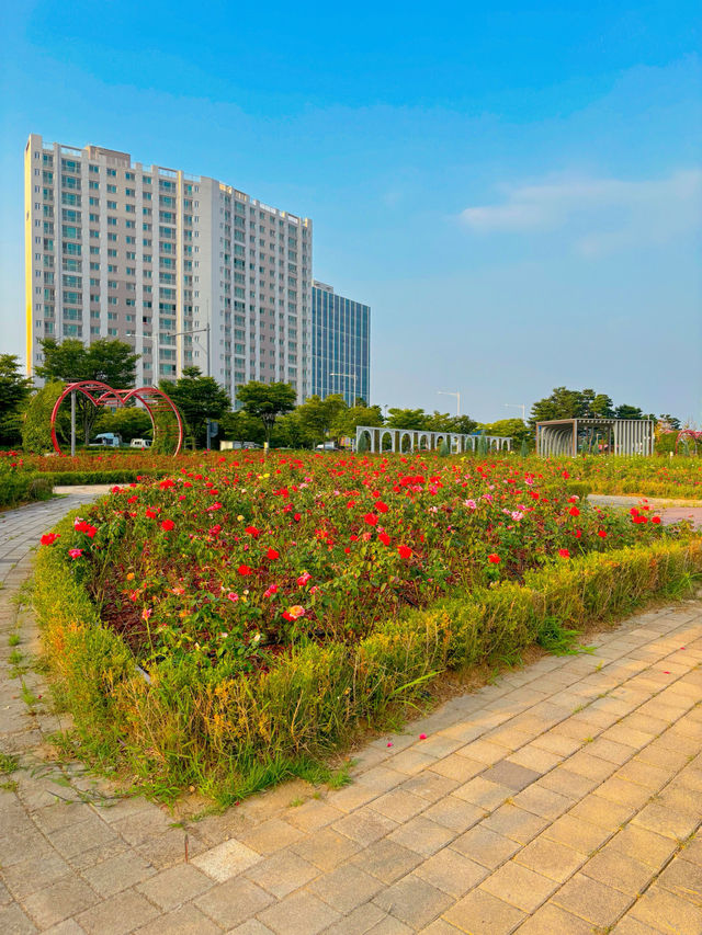 김포 한강 신도시의 숨은 보석, 호수공원 장미원