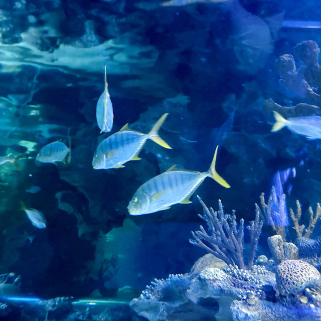 "Underwater Wonders: A Review of Aquaria KLCC"