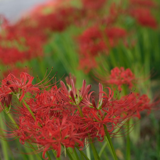 ทุ่ง Spider Lilly,ทานตะวัน,ทุ่งนาศิลปะในที่เดียว