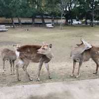 Nara Park: A Journey Through Japan’s Ancient Heart