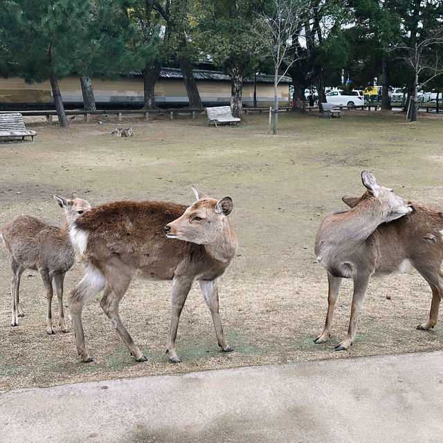 Nara Park: A Journey Through Japan’s Ancient Heart