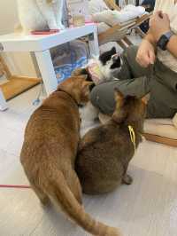 Cat cafe in Tsim sha Tsui @Hongkong