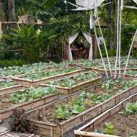 ที่พักล้านนา บ้านนอกคอกนา