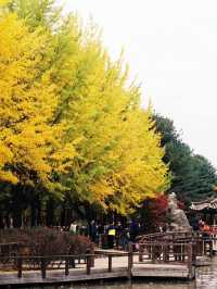 Autumn in Nami - Autumn in my heart