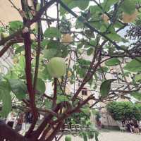 科隆納宮花園：另類賞花體驗