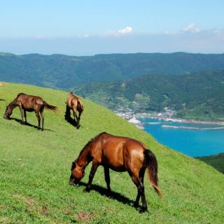 【宮崎】絕景！野生馬群的觀賞景點！
