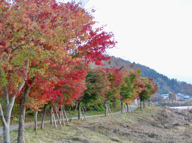 河口湖紅葉季